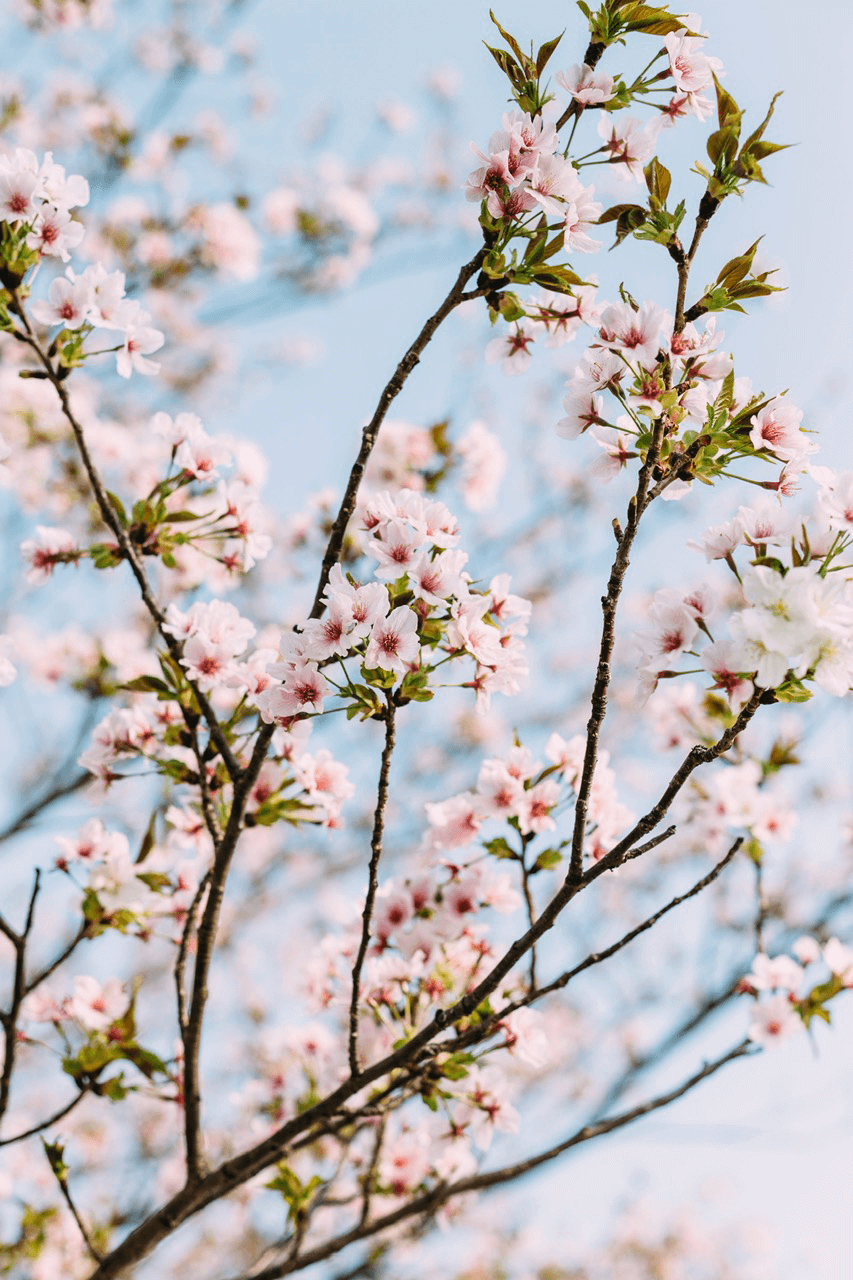 Spring Insp Hello Spring! – Batstone Home