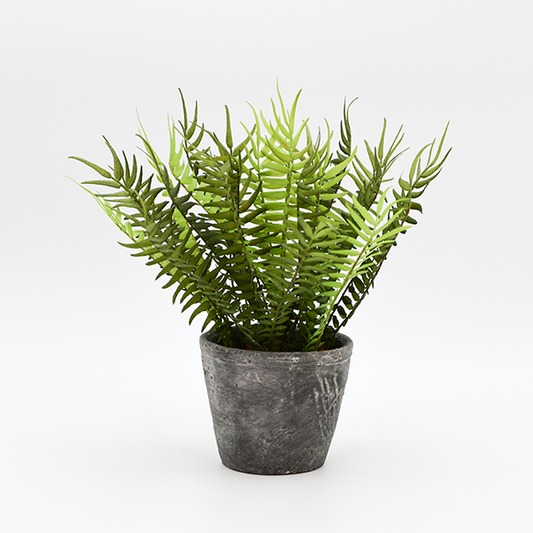 Fern In Distressed Cement Pot - Batstone Home