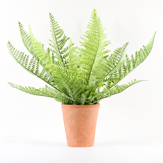 Tall Fern in Terracotta Pot - Batstone Home