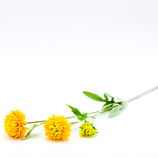 Long Stemmed Yellow Chrysanthemums - Batstone Home